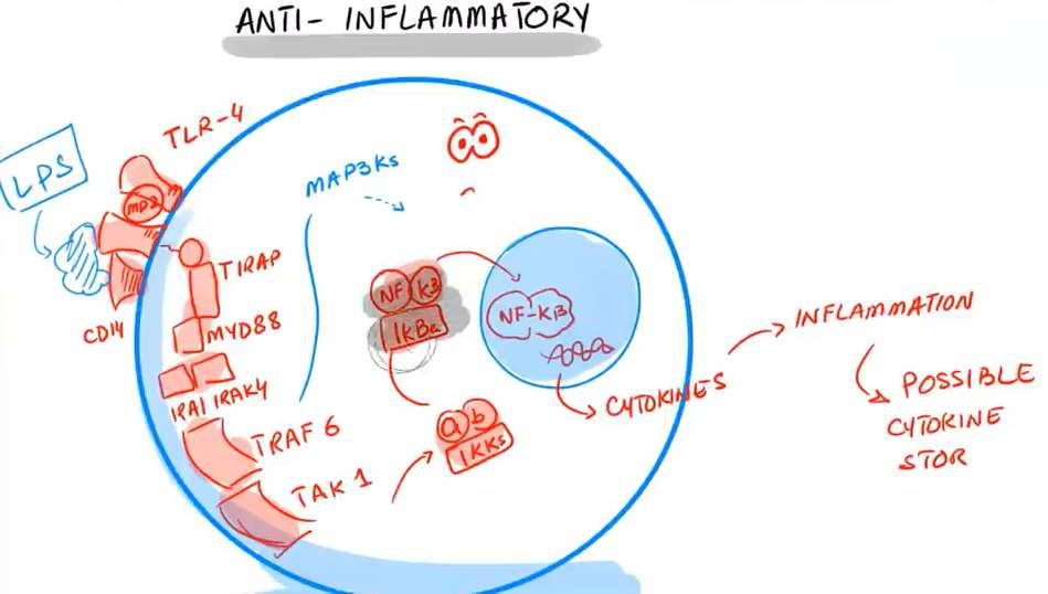 IVM AntiInflam